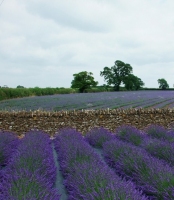 Somerset Lavender